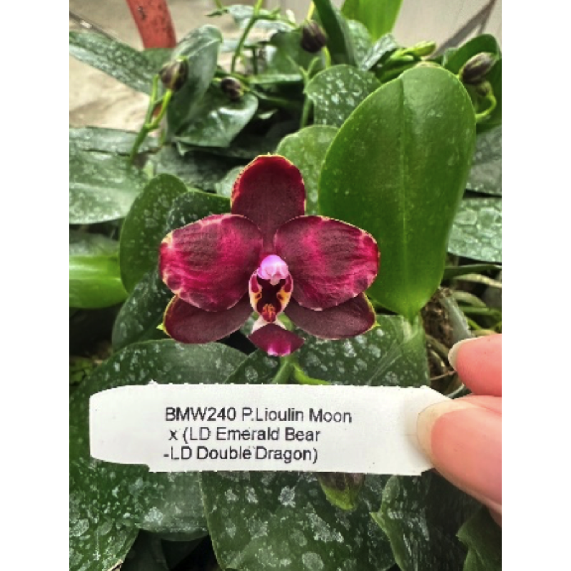 Орхидея Phal. Lioulin Moon x (LD Emerald Bear x LD Double Dragon